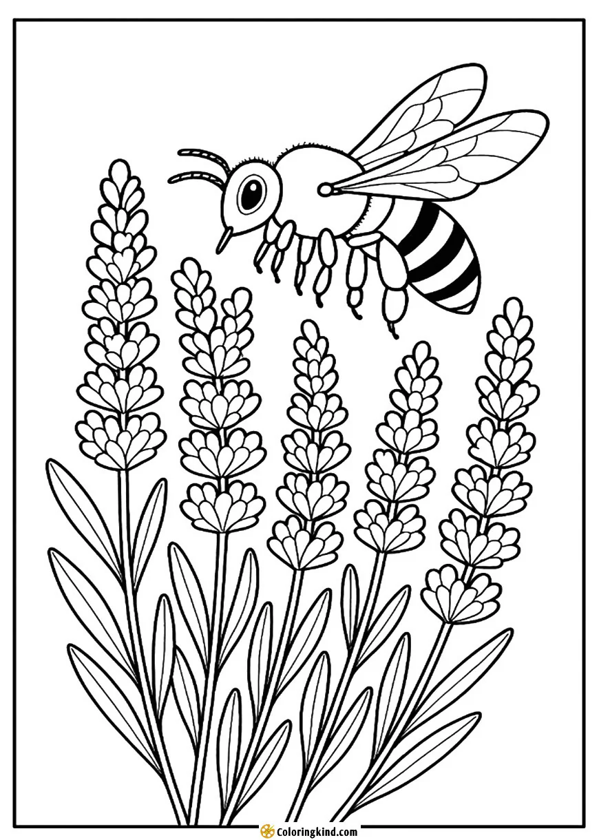 A busy bee hovers over fragrant lavender spikes