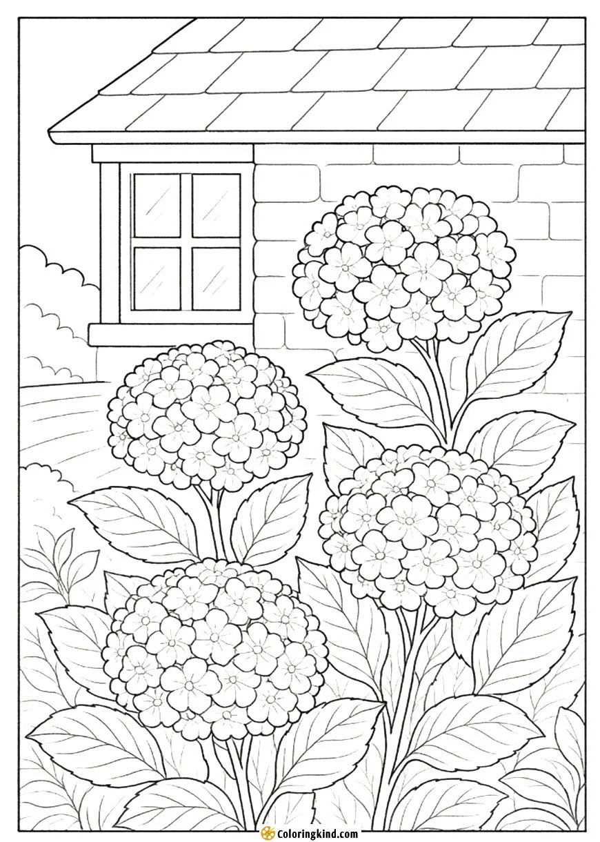 Hydrangea Hues by the Cottage Wall
