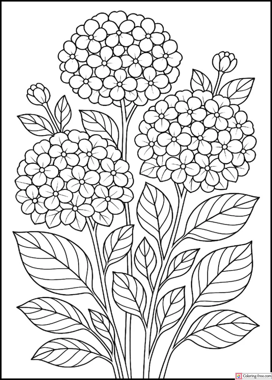 Blooming Hydrangea Garden