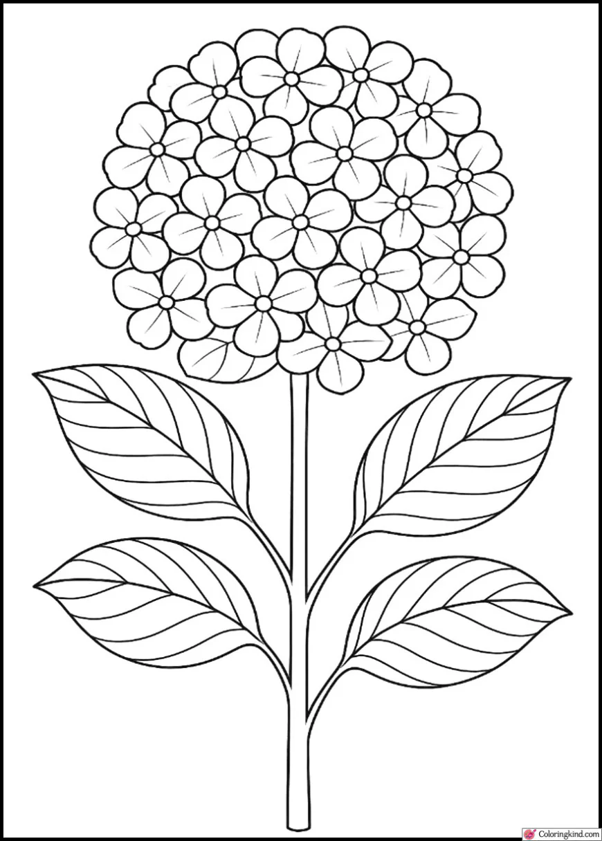 Single Hydrangea in Full Blossom