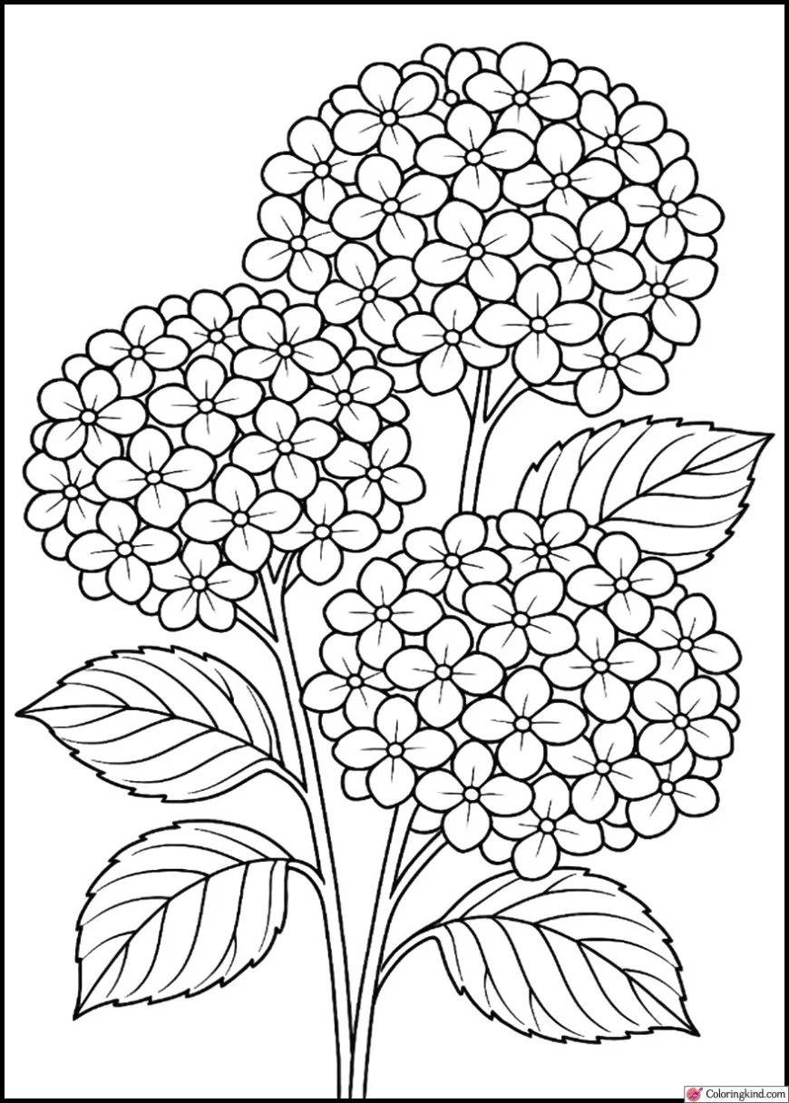 Hydrangea Blossom Close-Up