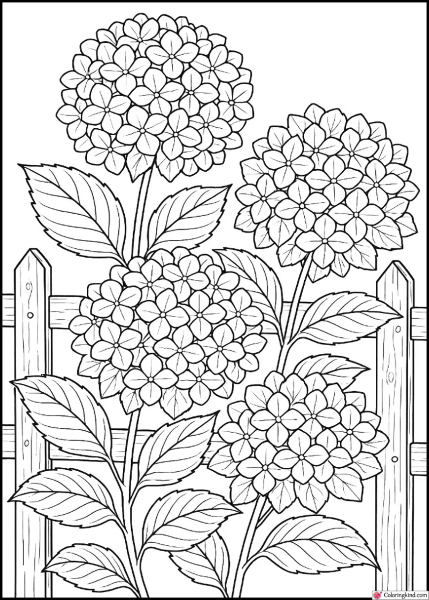 Hydrangea Flowers by a Wooden Fence