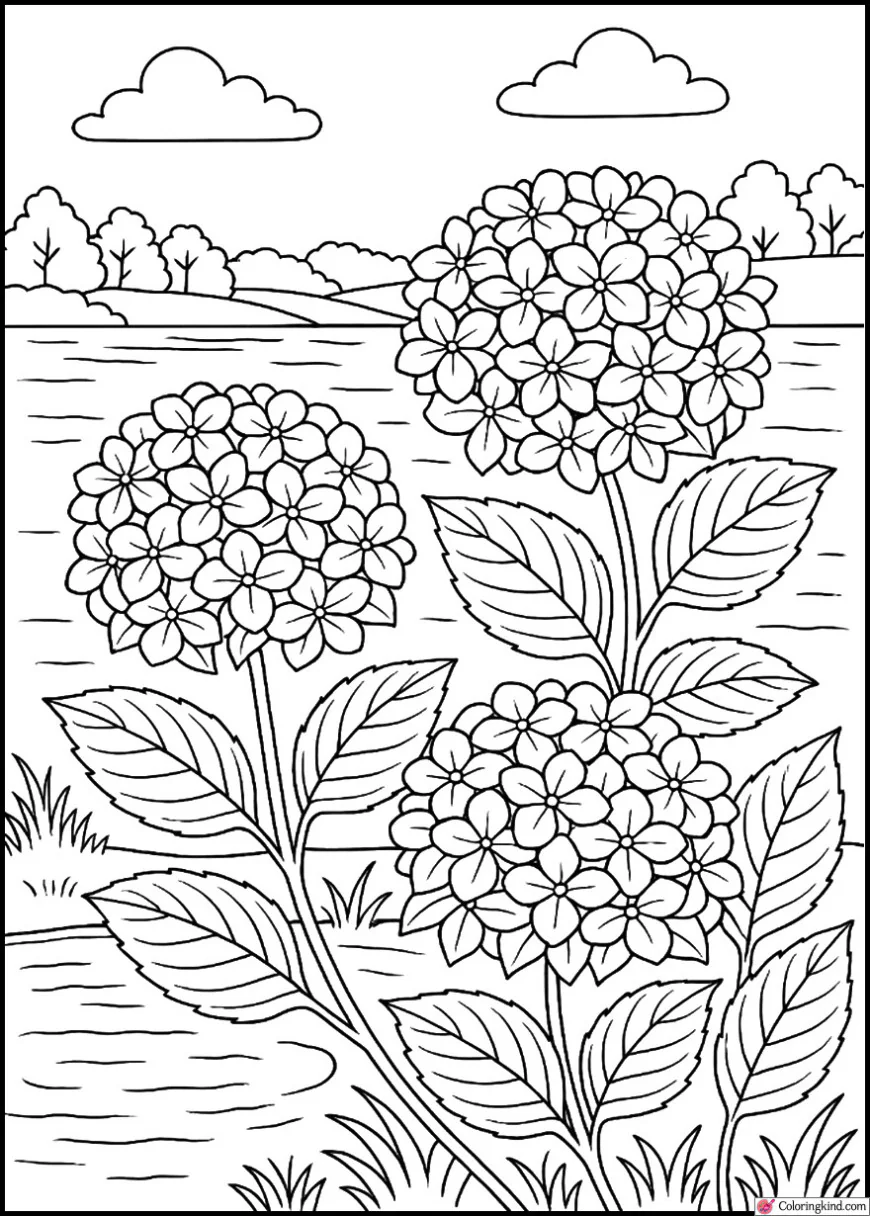 Hydrangea Flowers by a Pond