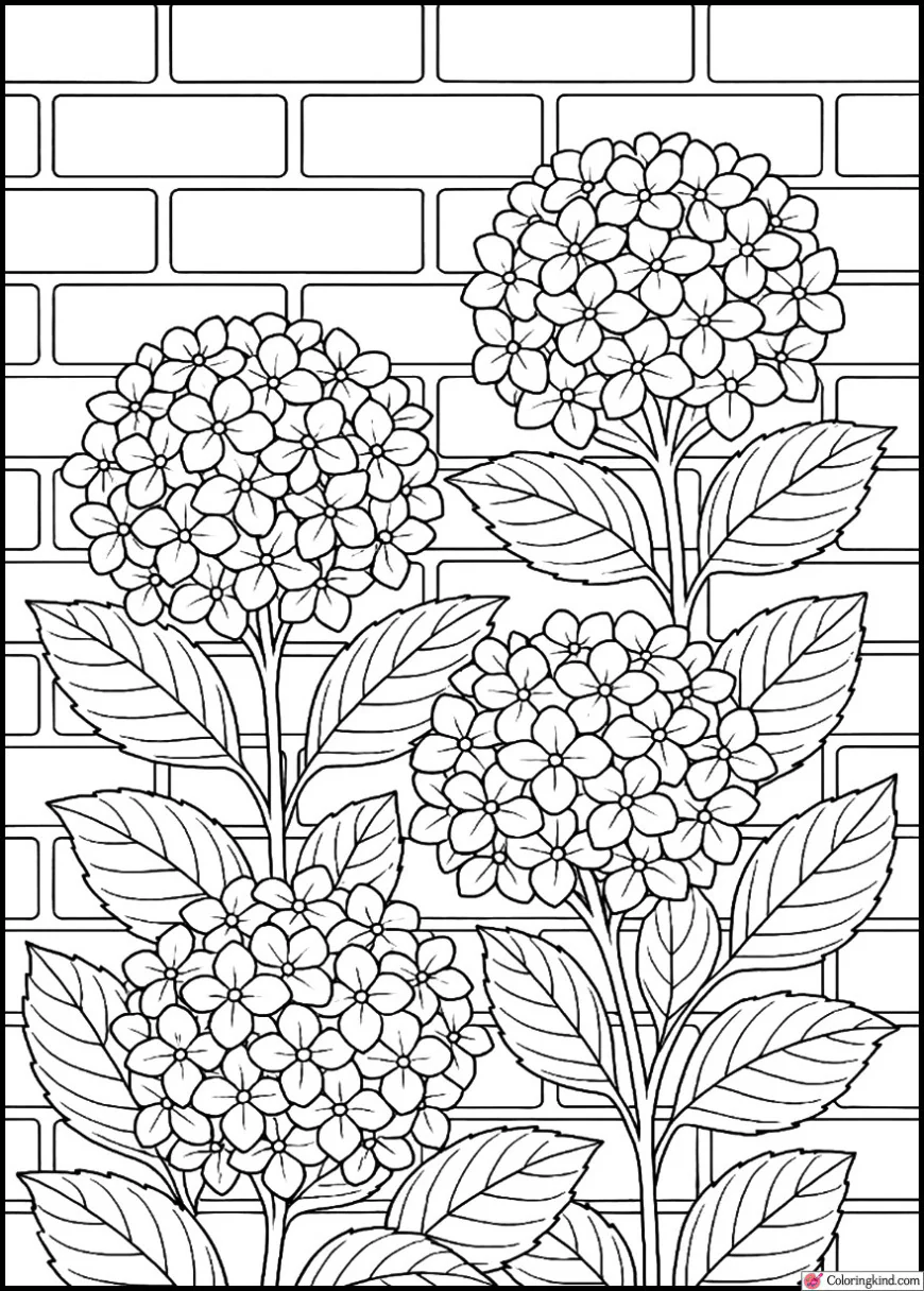 Hydrangeas Along a Brick Wall