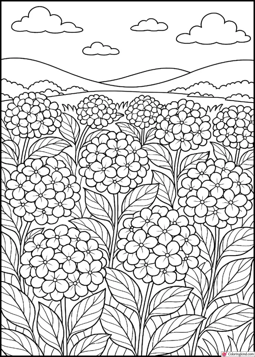 Summer Hydrangea Meadow
