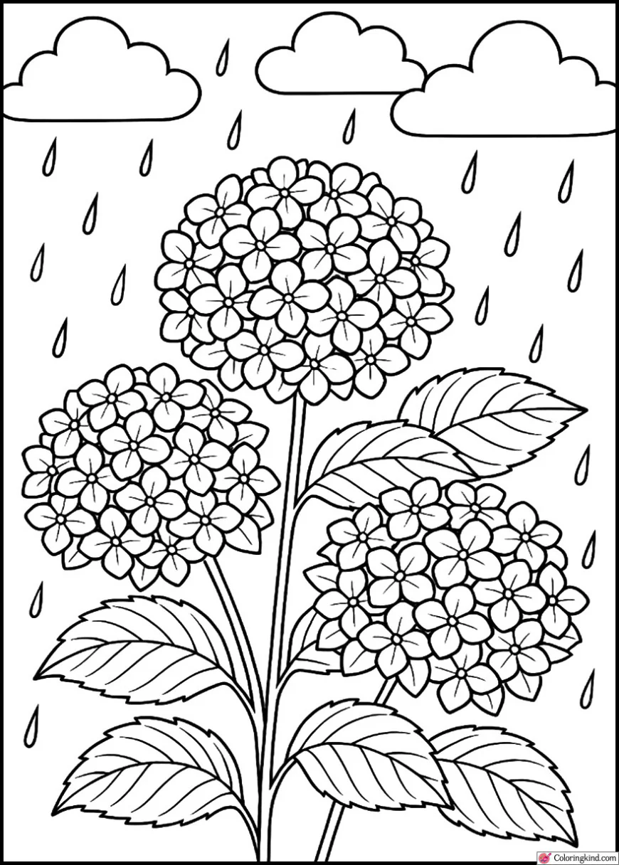 Hydrangeas in Rainy Season