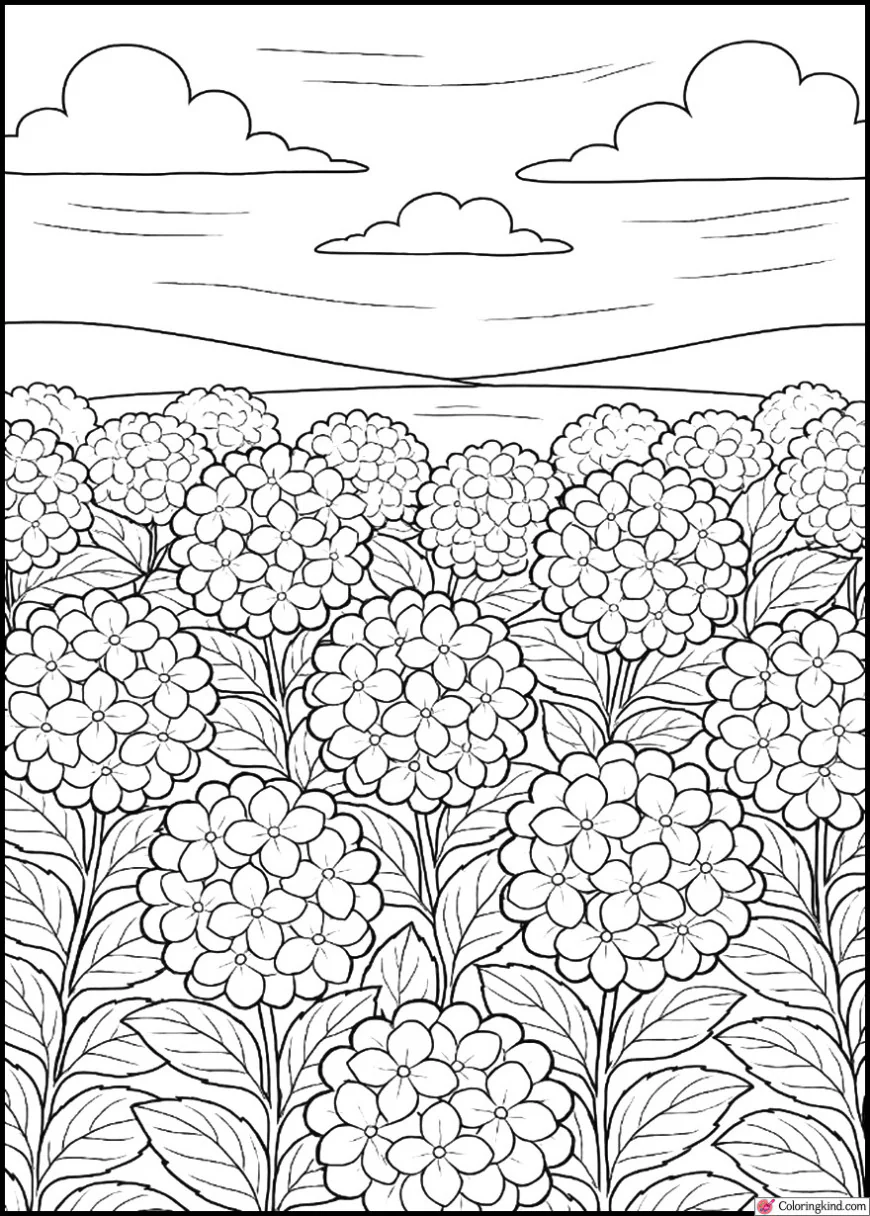 Hydrangea Field Under Blue Sky