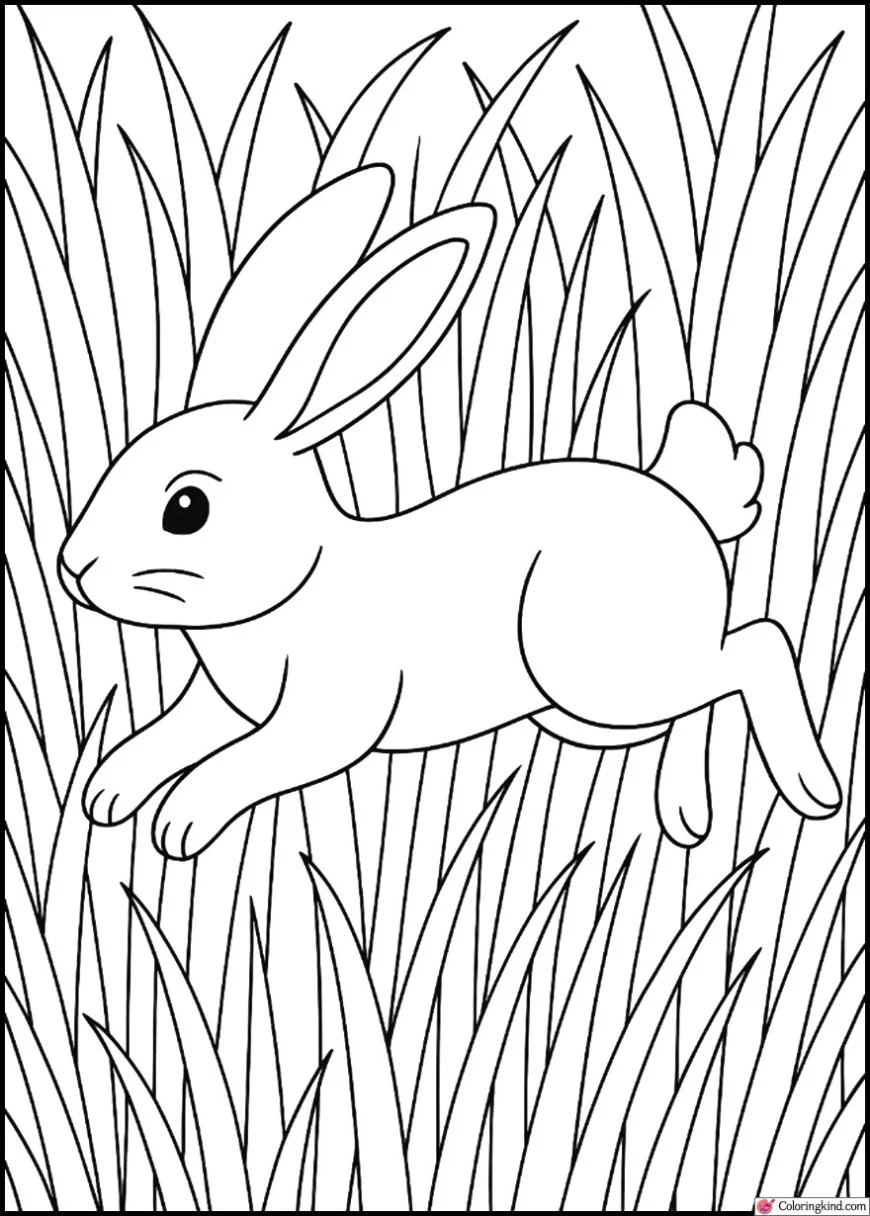 Bunny hopping through Tall Grass