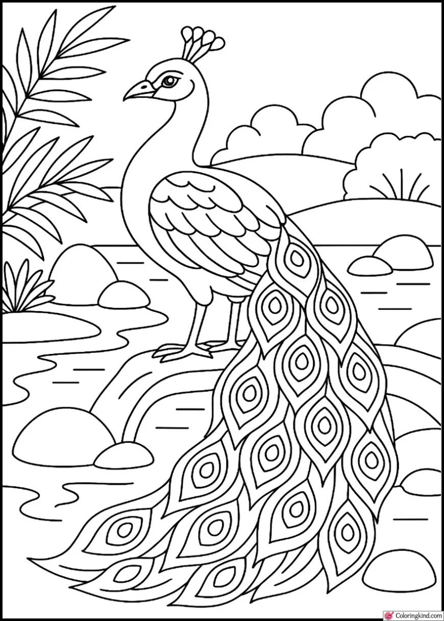 Peacock in Zen Garden with Stones and Water