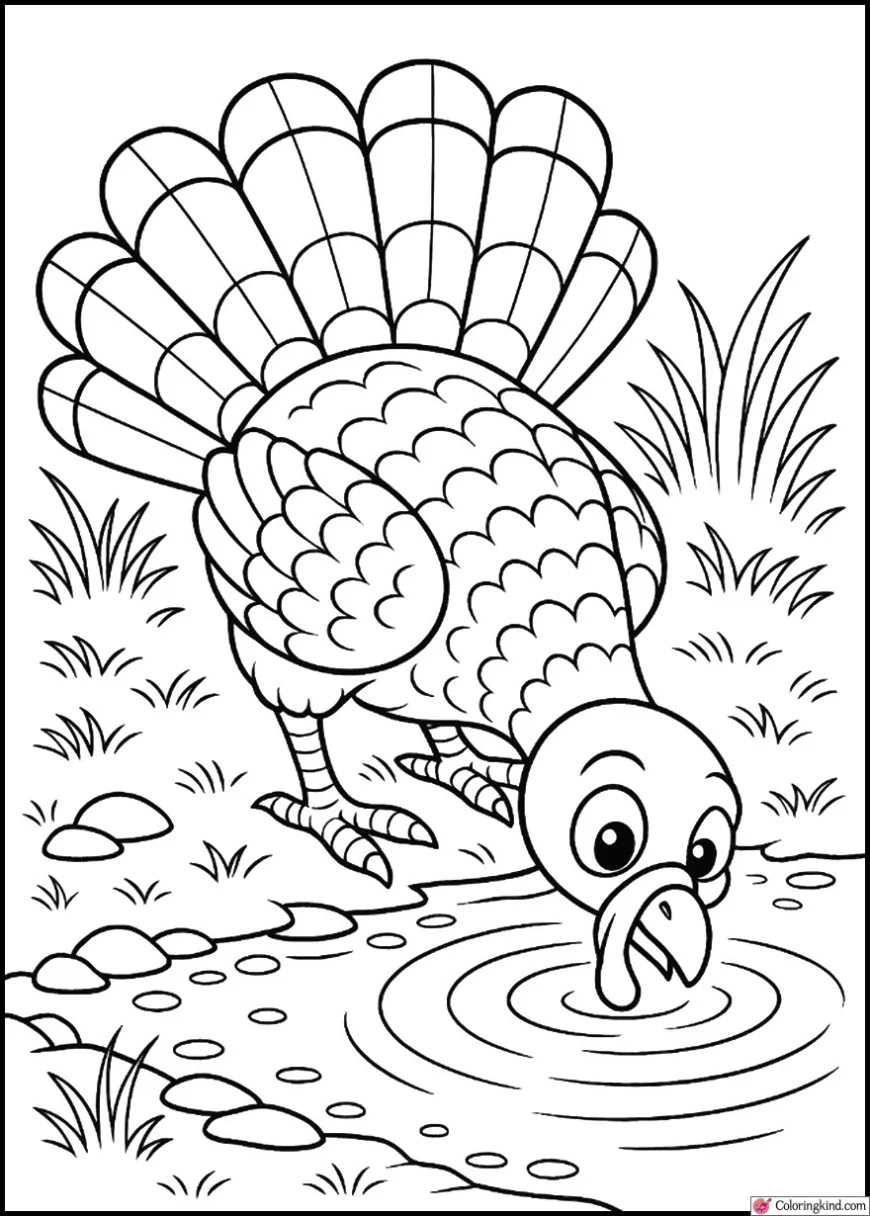 Turkey Drinking Water from a Pond