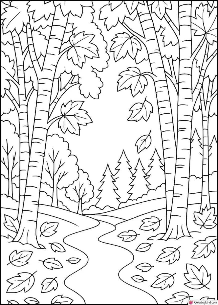 Scenic Trail with Birch Trees in Fall