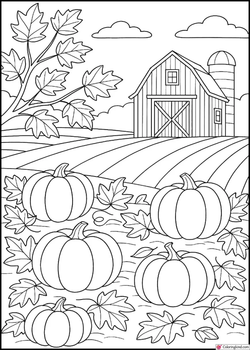 Pumpkin Patch with a Red Barn Background