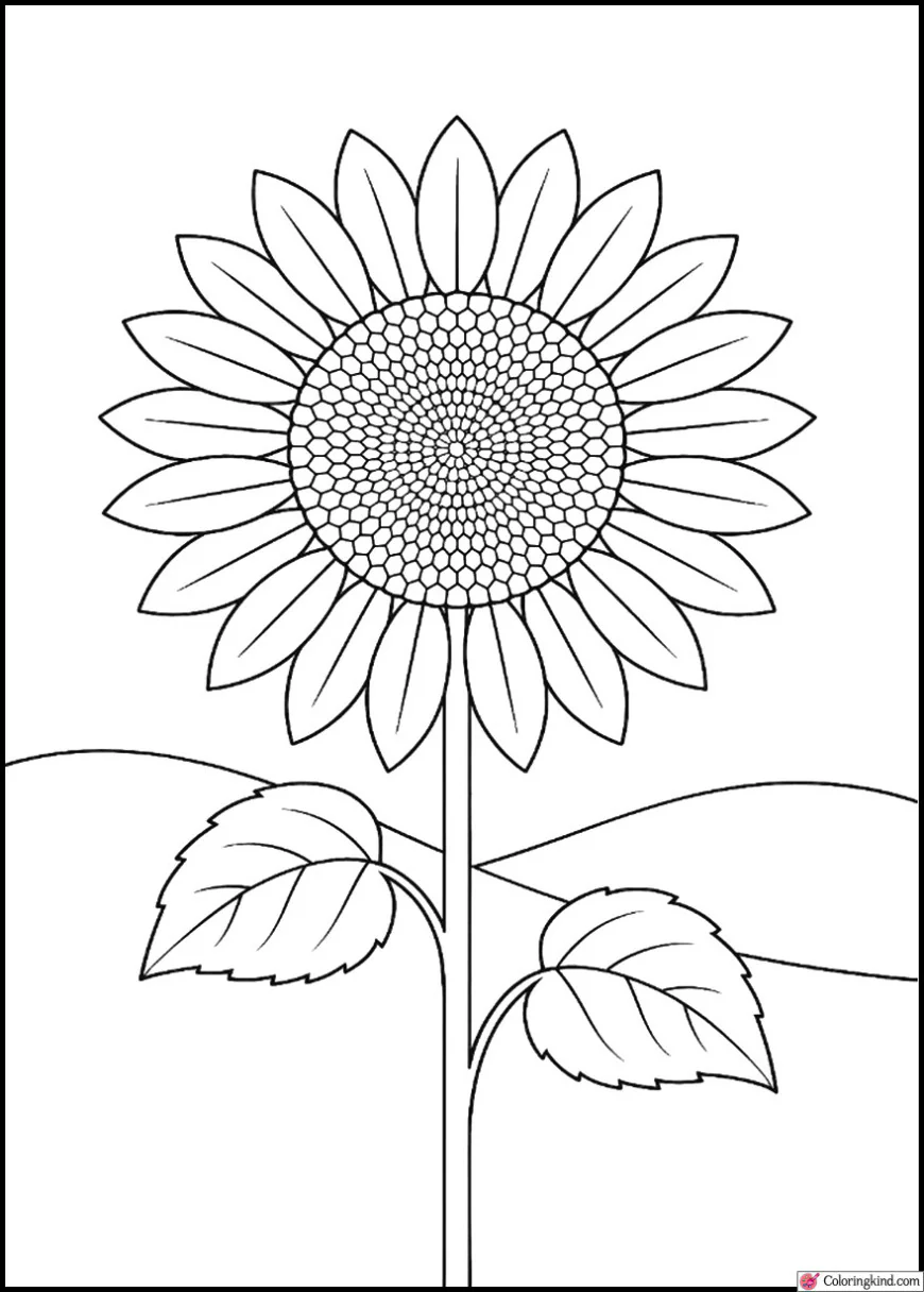 Single Sunflower with Gentle Hills Behind