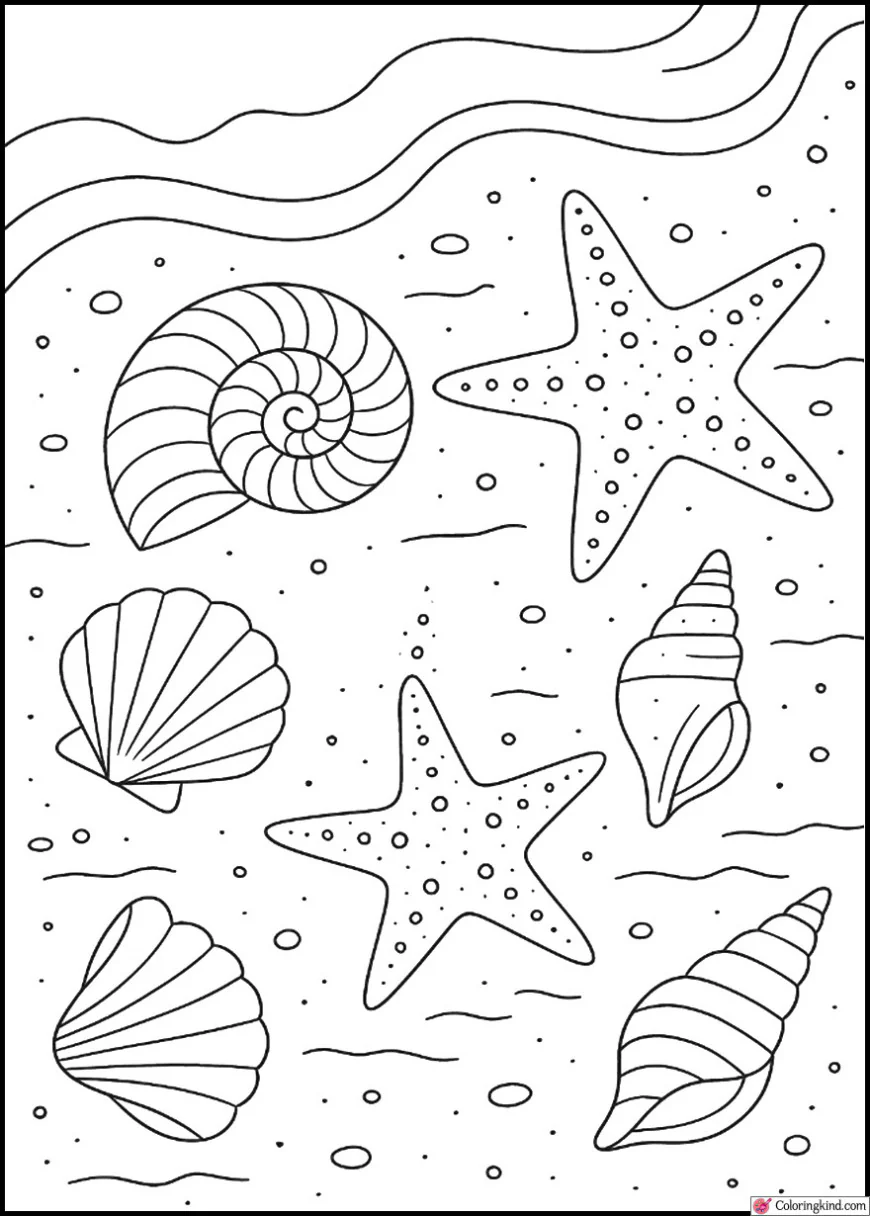 Seashells and Starfish on Wet Sand