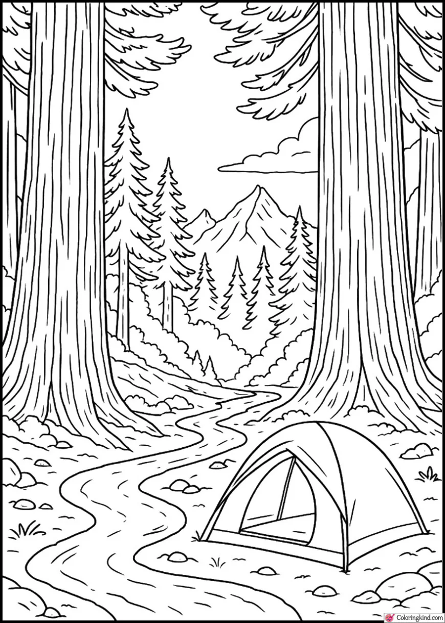 Trailside Camping with Giant Redwood Trees