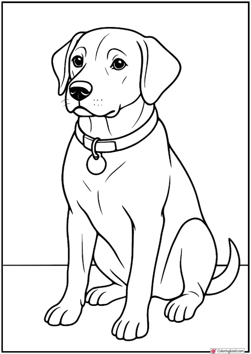 Dog with Collar and Tag