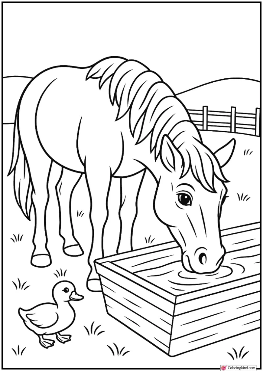 Horse Drinking Water at Farm