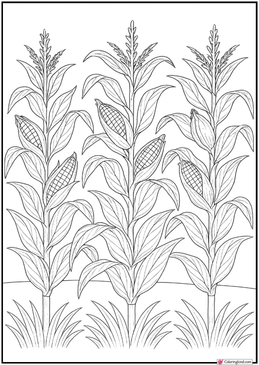 Cornfield with Tall Stalks