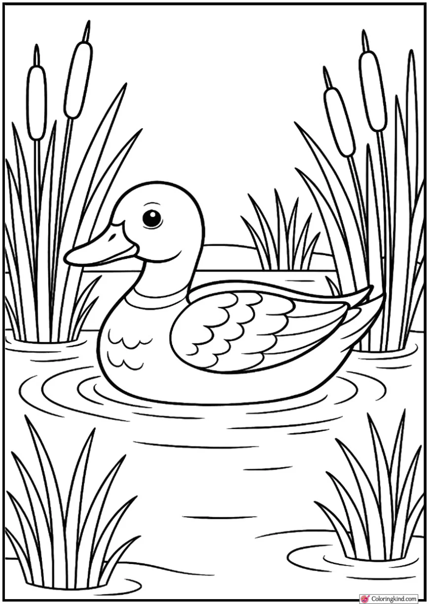 Duck Floating on Pond