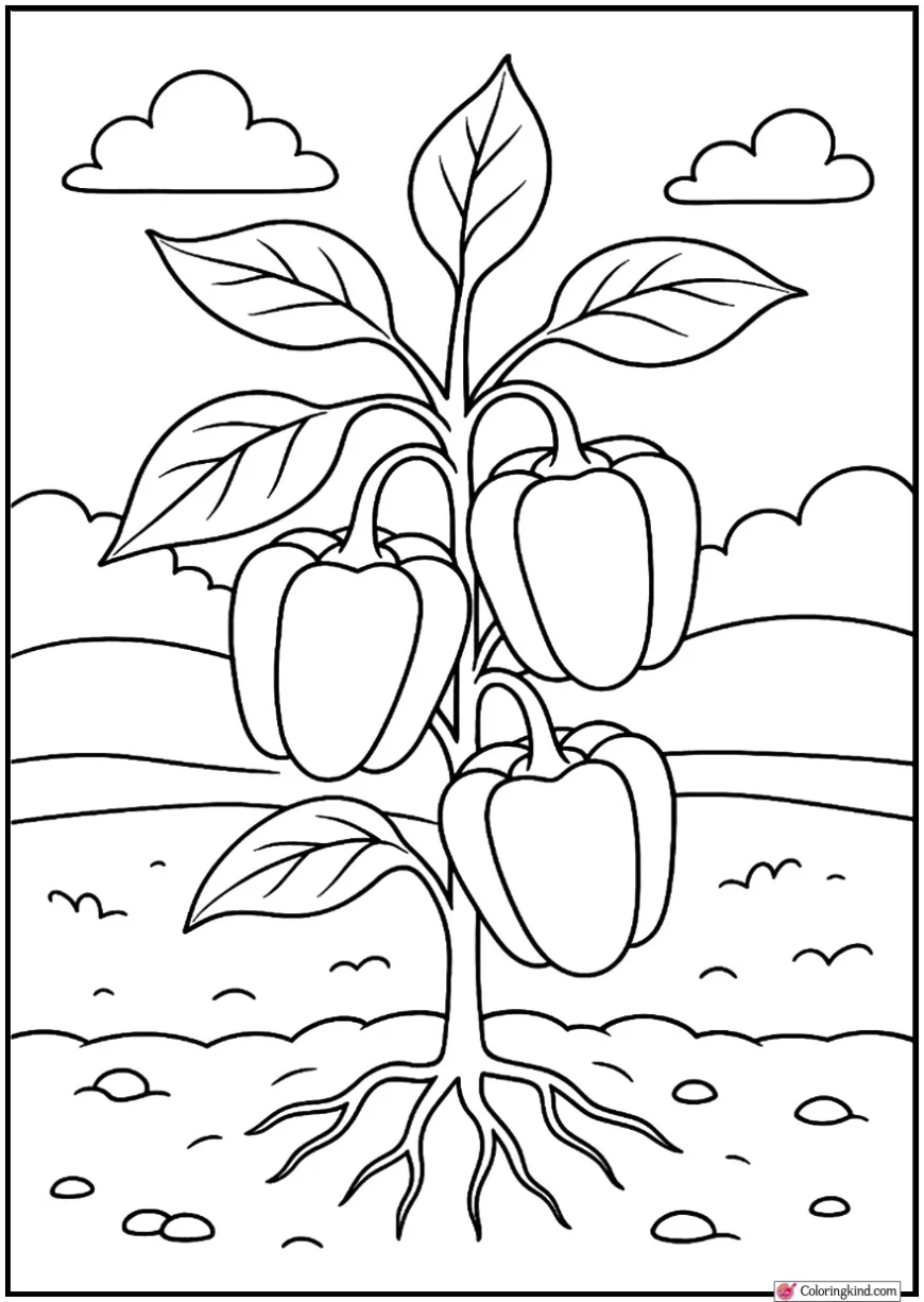 Bell Pepper Cluster on Plant