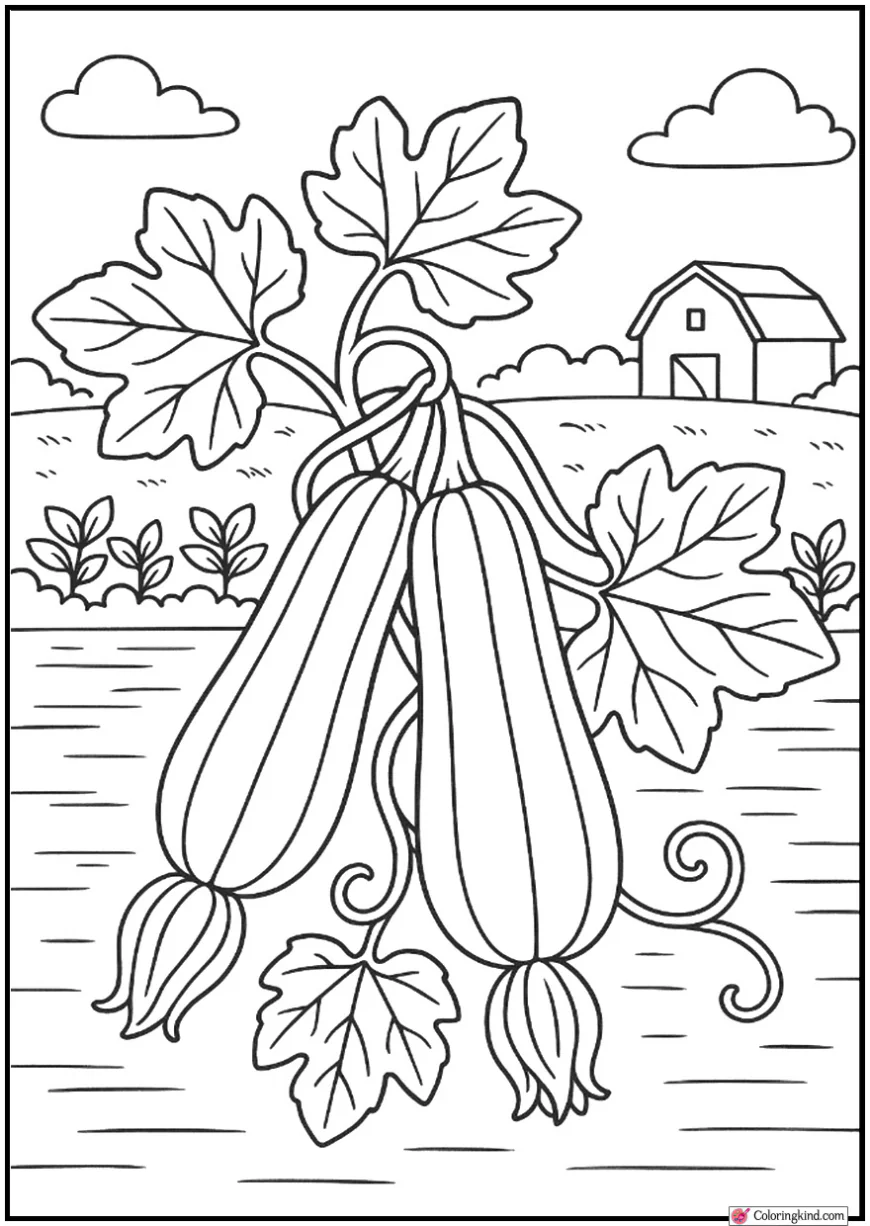 Zucchini on Vine with simple leaf shapes behind