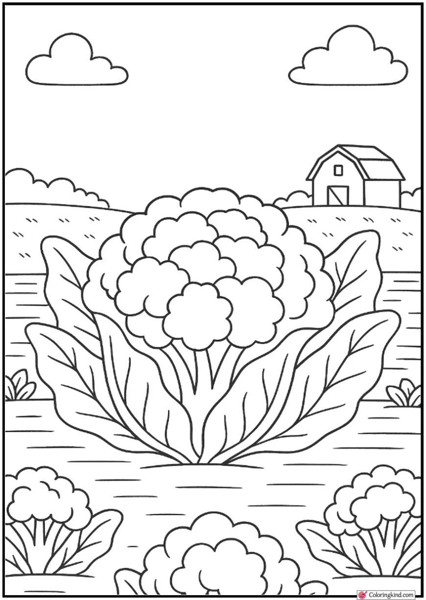 Cauliflower Growing in Field