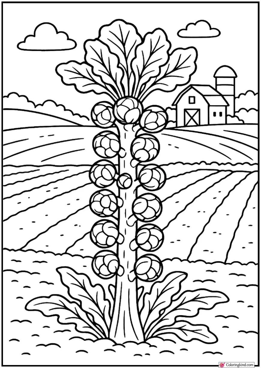 Brussels Sprouts on Stalk