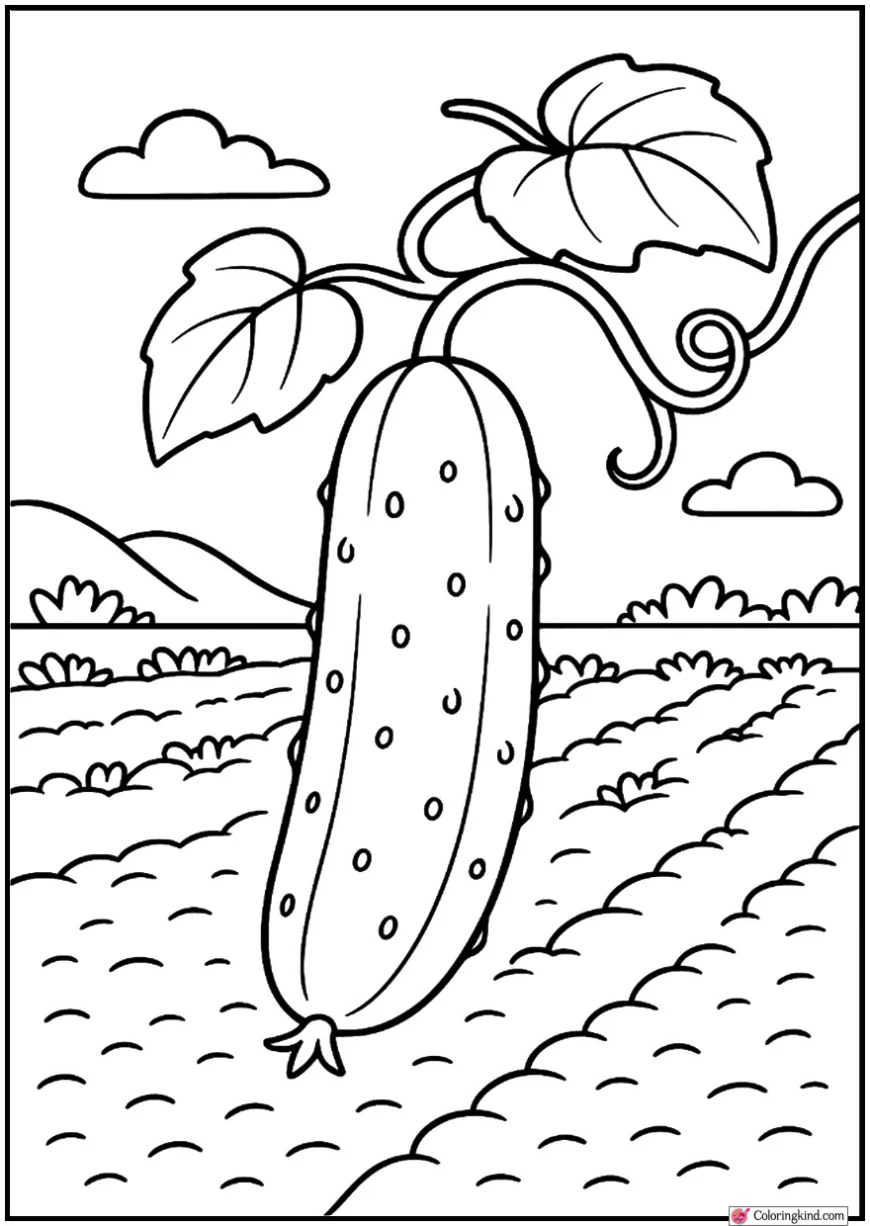 Cucumber Hanging on Vine