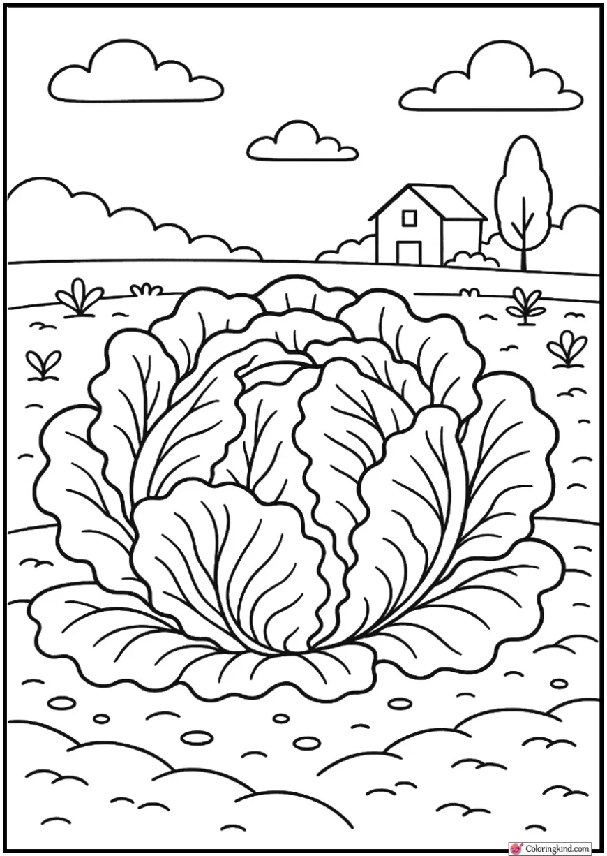 Fresh Lettuce Head Close-up