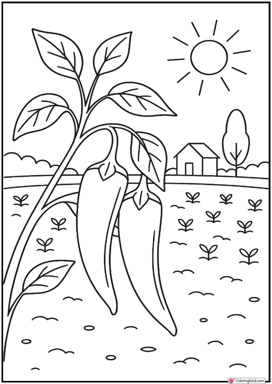 Chili Pepper Duo Hanging on Plant