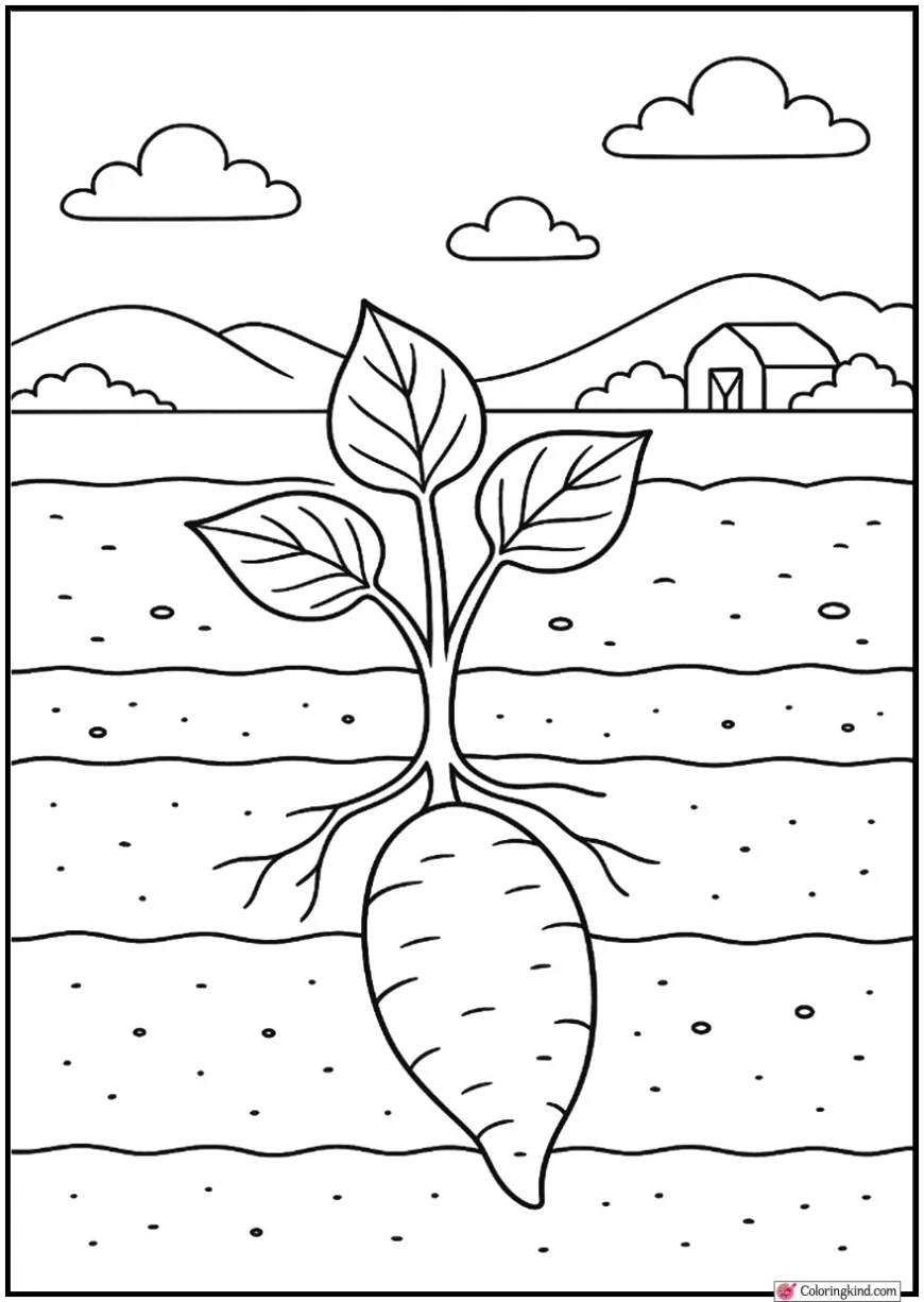 Yam Growing Under Soil