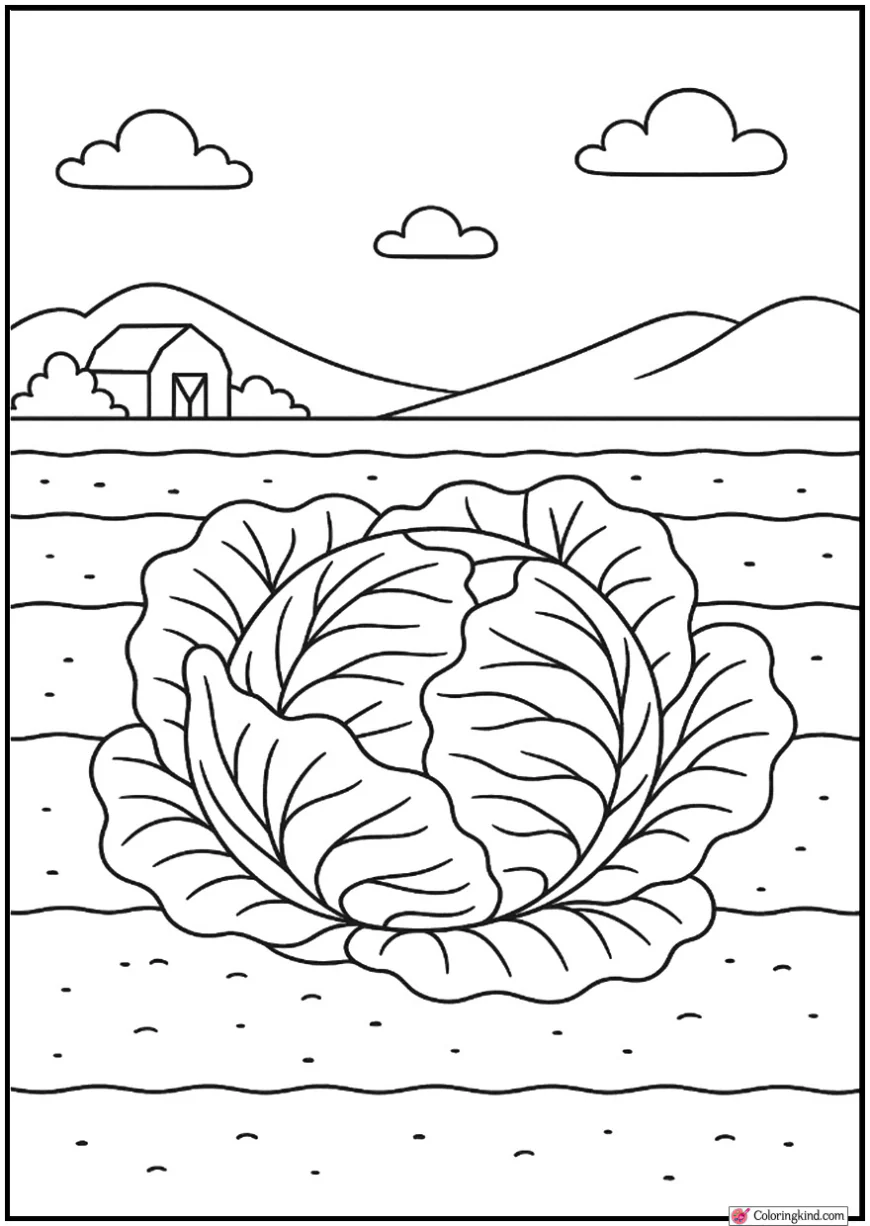 Big Cabbage Head in Garden