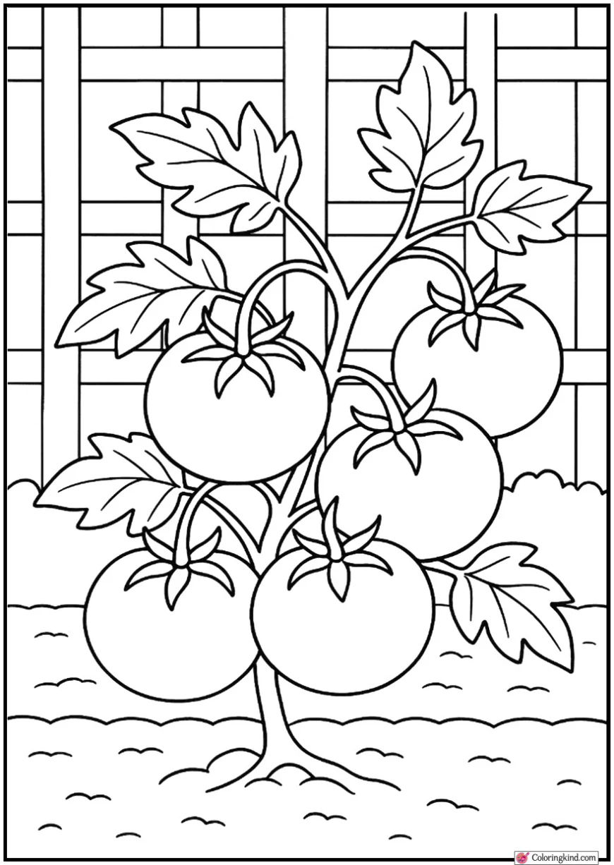 Tomato Cluster on Vine