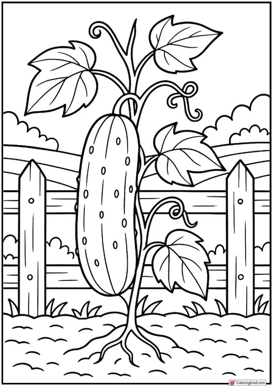 Cucumber Growing on Fence