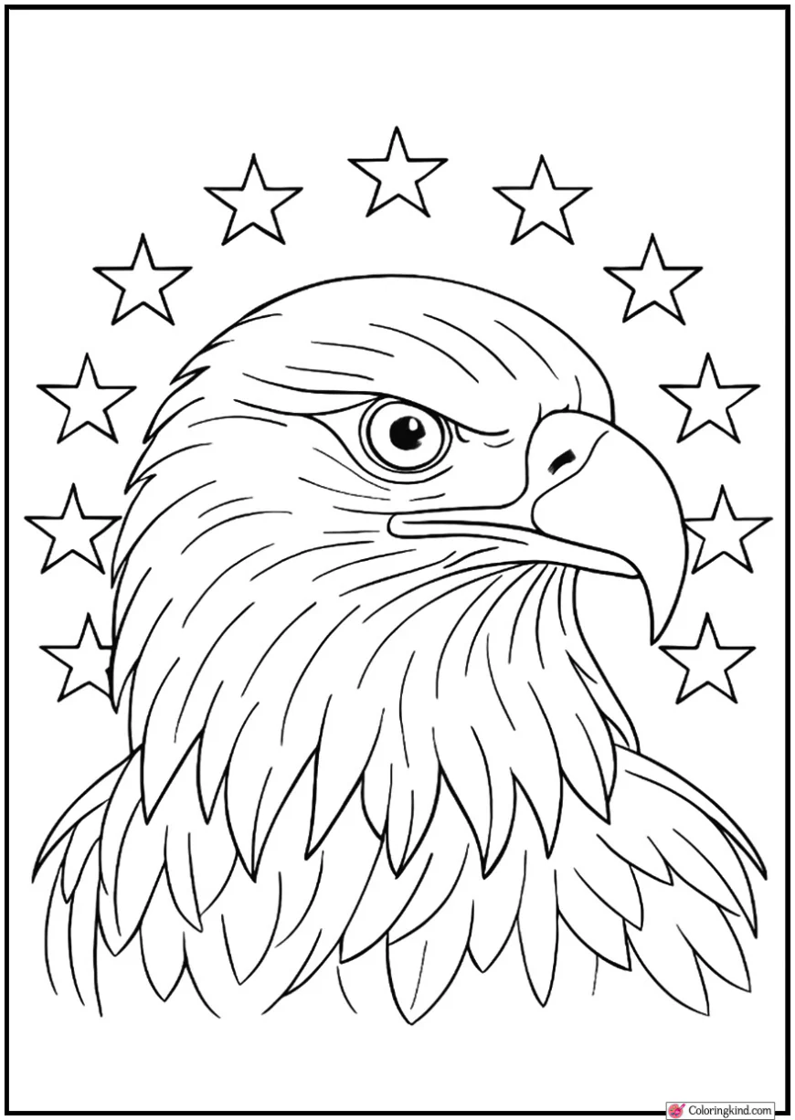 Bald Eagle Head Close-Up